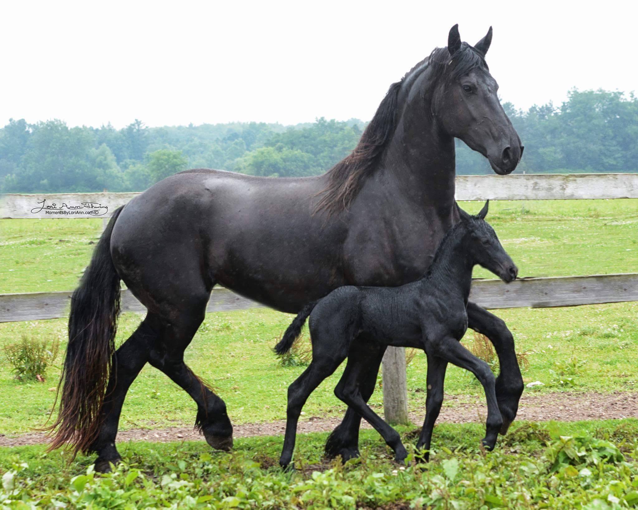Friesian Mare and Foal